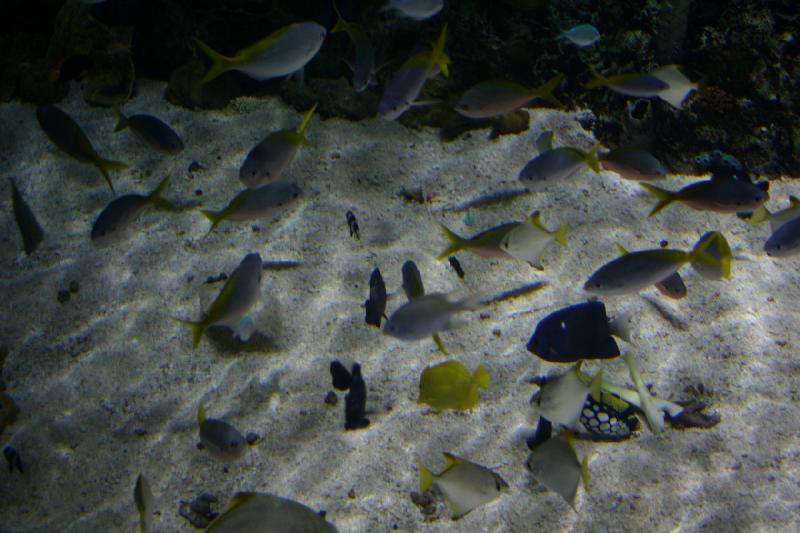 2007-10-13 12:46:02 ** Aquarium, California, Zoo ** Many fish. 2007-10-13 12:46:02 ** Aquarium, California, Zoo ** Many fish.