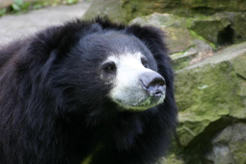 2005-08-24 15:52:03 ** Berlin, Deutschland, Zoo ** Lippenbär.