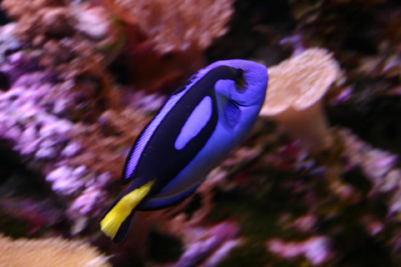 2007-12-15 13:11:58 ** Aquarium, Utah, Zoo ** Surgeonfish.