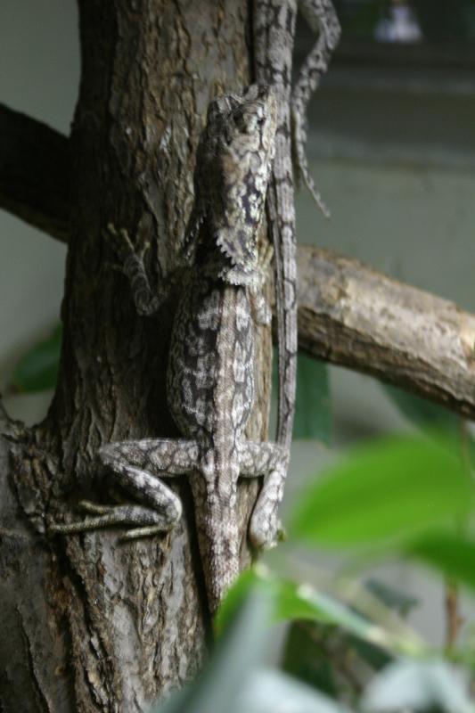 2005-08-25 14:59:16 ** Berlin, Germany, Zoo ** Lizard.