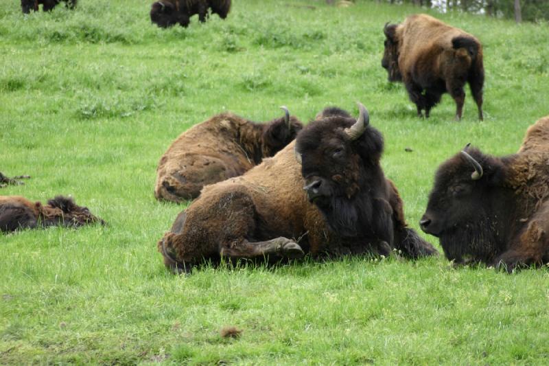 2005-05-07 14:32:16 ** Oregon, Roseburg, Zoo ** Buffalo.