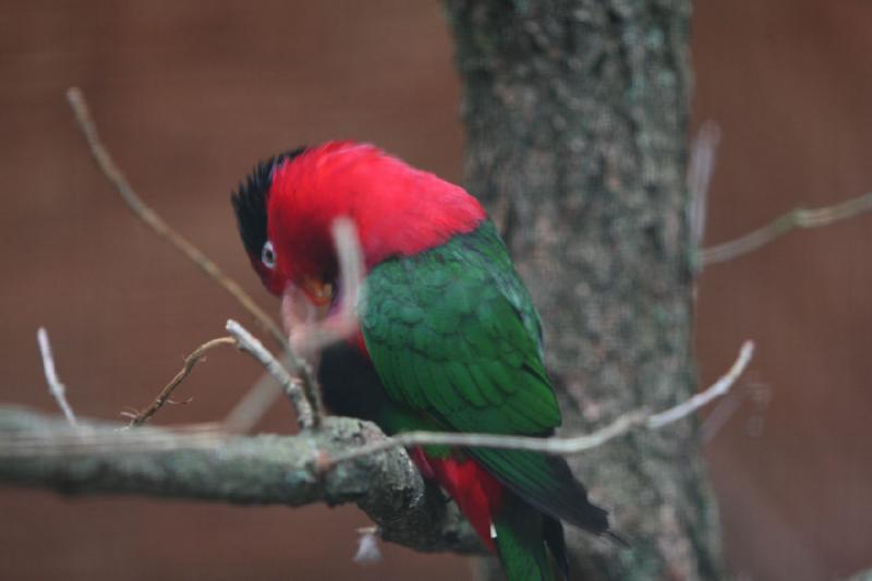 2010-04-13 17:07:51 ** Deutschland, Walsrode, Zoo ** 