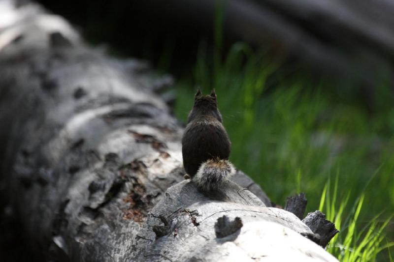 2009-08-05 08:28:12 ** Yellowstone Nationalpark ** 