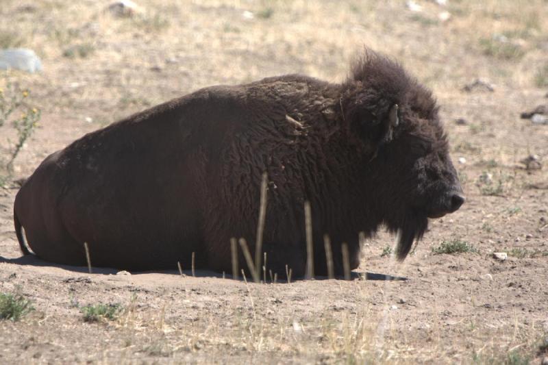 2014-08-15 11:51:59 ** Antelope Island, Bison, Utah ** 