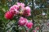 Eine Rose am Zaun der Tennisplätze. Neben dem Japanischen Garten gibt es hier auch einen Rosengarten.