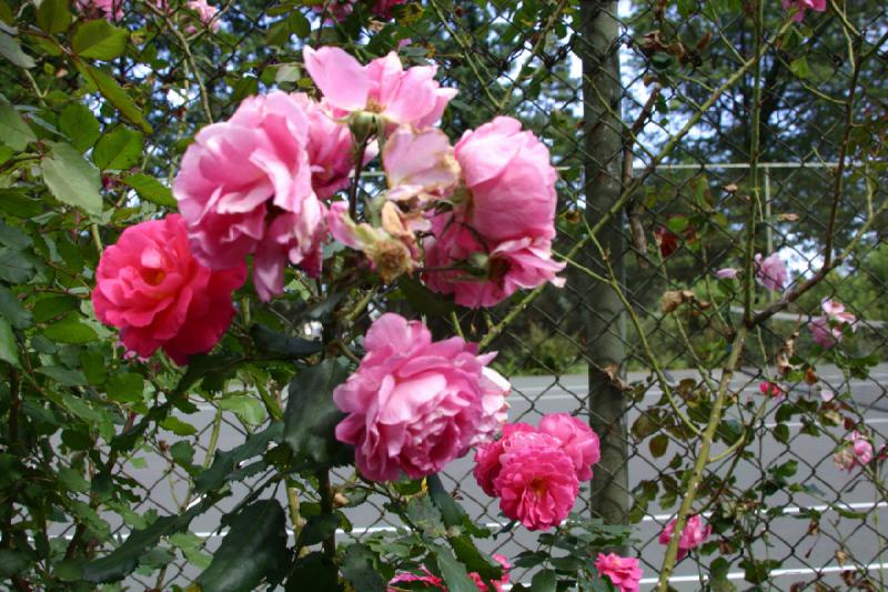 2007-09-02 15:30:08 ** Portland ** A rose at the fence of the tennis courts. Next to the Japanese Garden is a rose garden.