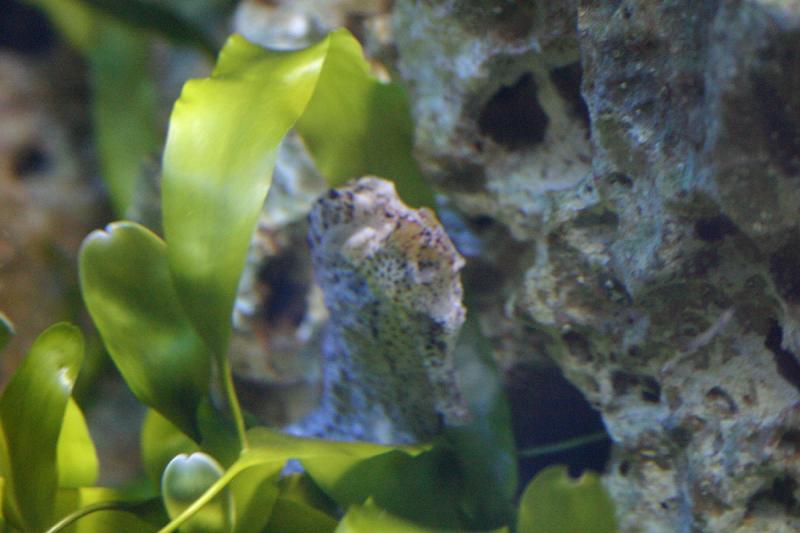 2005-08-25 14:25:42 ** Aquarium, Berlin, Germany, Zoo ** Is this part of a seahorse? I am not quite sure what I took a picture of.