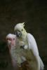 Sulphur-crested cockatoo and Galah.