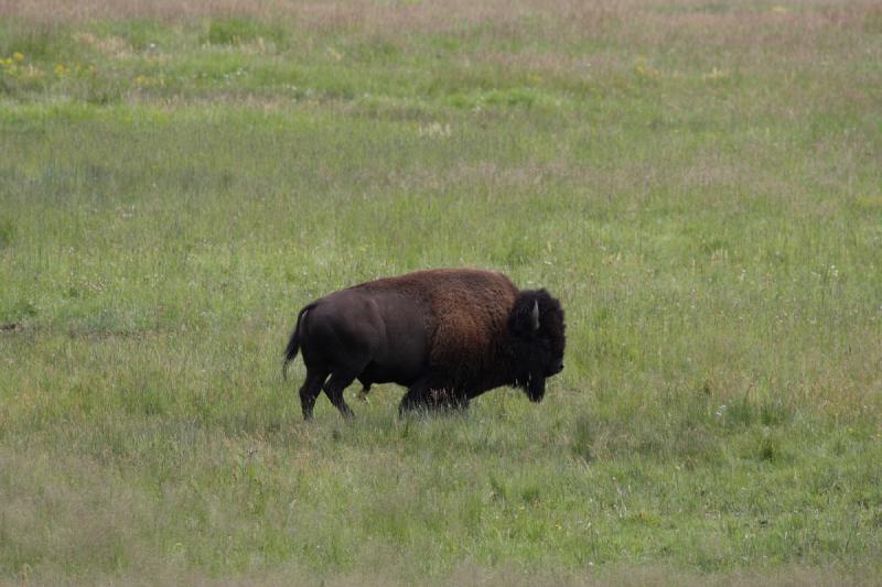 2009-08-05 13:46:41 ** Bison, Yellowstone National Park ** 