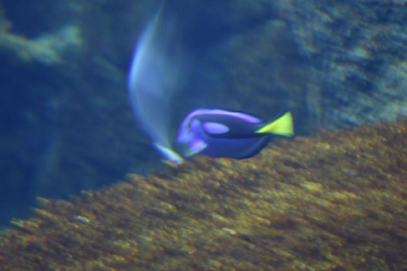 2007-10-13 12:47:48 ** Aquarium, California, Zoo ** Surgeonfish. 2007-10-13 12:47:48 ** Aquarium, California, Zoo ** Surgeonfish.
