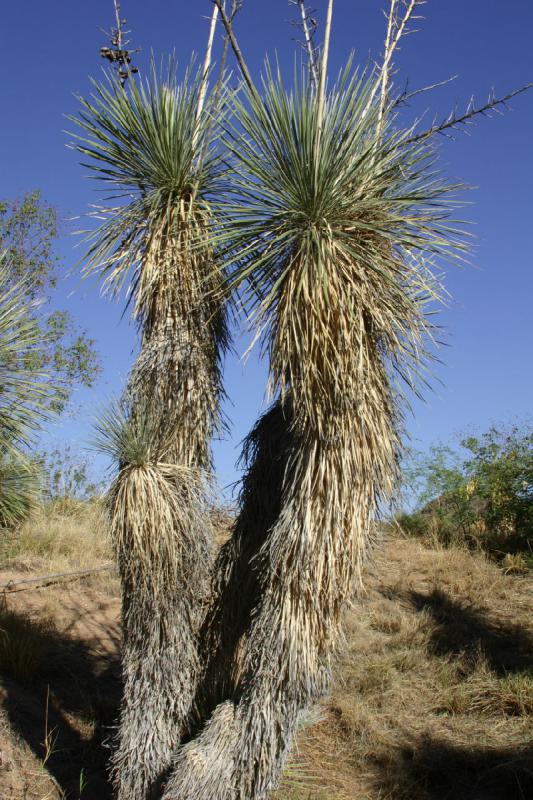 2006-06-17 17:07:02 ** Botanischer Garten, Kaktus, Tucson ** Kaktus oder Palme?