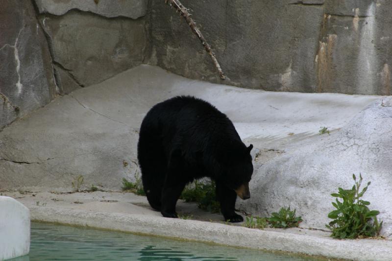 2007-05-06 15:57:14 ** Schwarzbär, Utah, Zoo ** Schwarzbär.