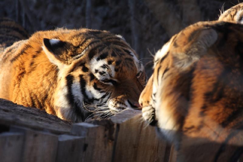 2011-01-23 16:41:45 ** Tiger, Utah, Zoo ** 