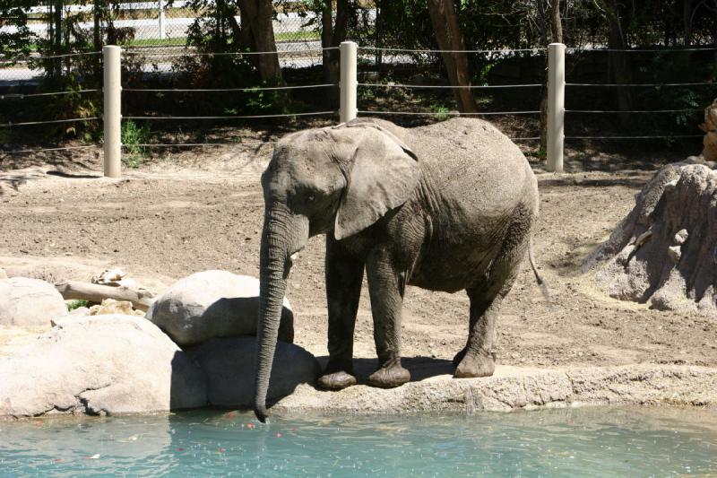 2007-06-18 11:52:00 ** Utah, Zoo ** Elefant sammelt die Äpfel aus dem Wasser.