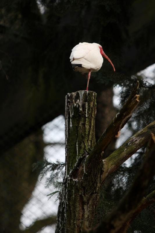 2010-04-13 15:40:36 ** Deutschland, Walsrode, Zoo ** 