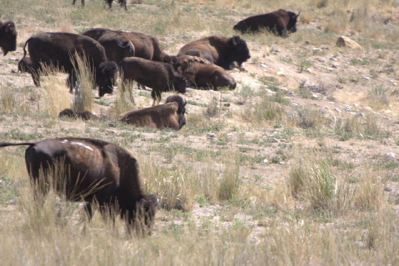 2014-08-15 11:49:32 ** Antelope Island, Bison, Utah ** 