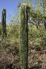 Junger Saguaro noch ohne Arme.