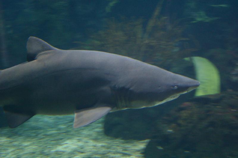 2006-11-29 12:55:20 ** Aquarium, Berlin, Deutschland, Zoo ** Hai in einem großen Aquarium.