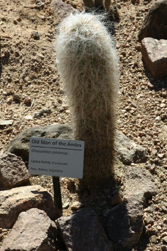 2007-10-27 13:19:26 ** Botanischer Garten, Kaktus, Phoenix ** 'Alter Mann aus den Anden' aus Peru, Bolivien und Argentinien.