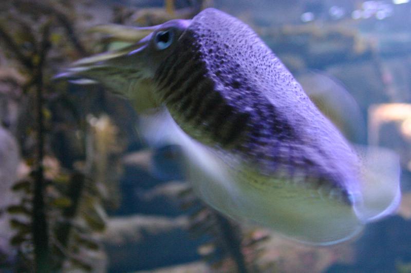 2005-08-25 14:26:30 ** Aquarium, Berlin, Germany, Zoo ** Squid.