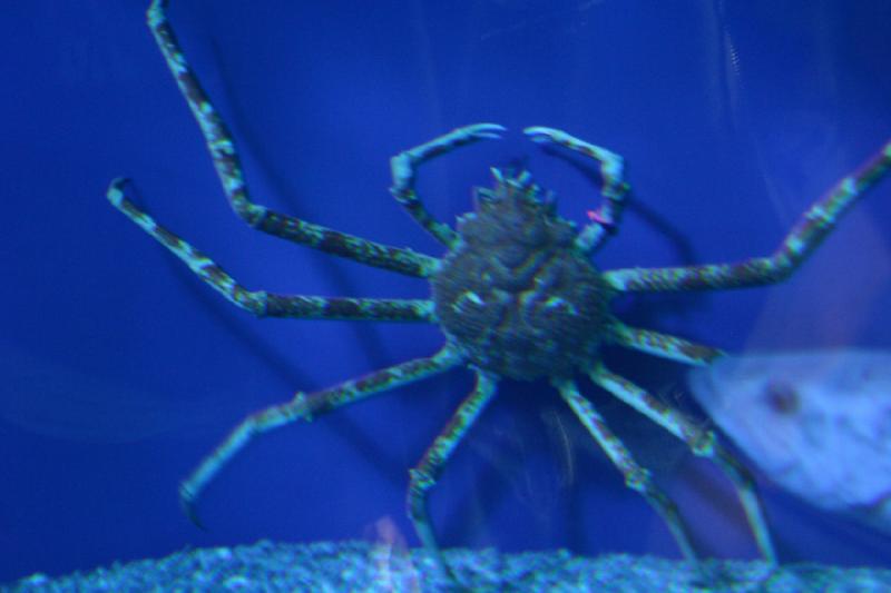 2007-10-13 12:43:54 ** Aquarium, California, Zoo ** Crab.