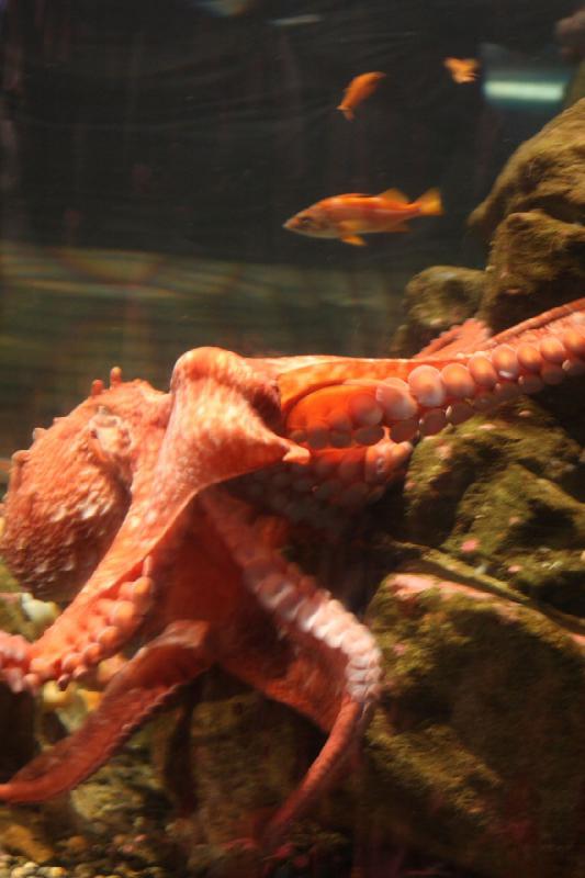 2012-06-16 12:08:38 ** Aquarium, Seattle ** 