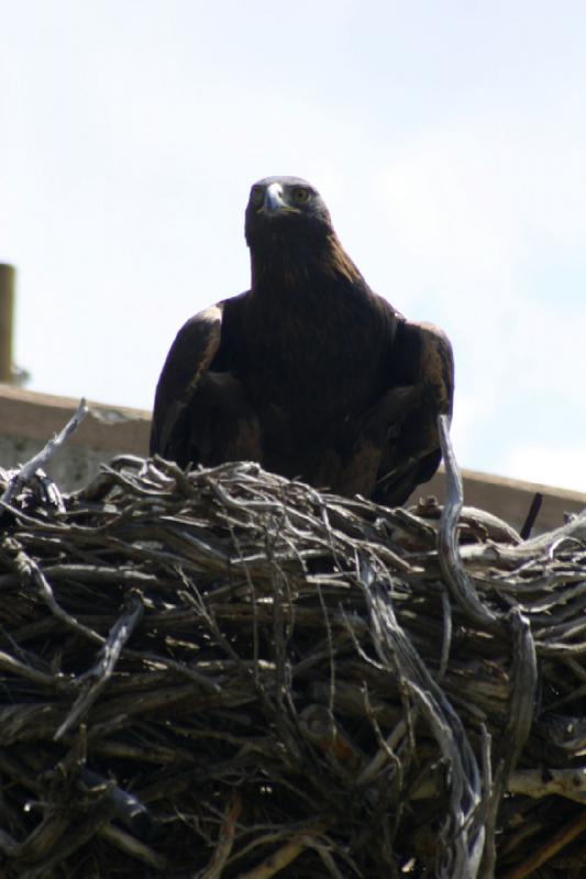 2008-05-04 13:31:12 ** Utah, Zoo ** 