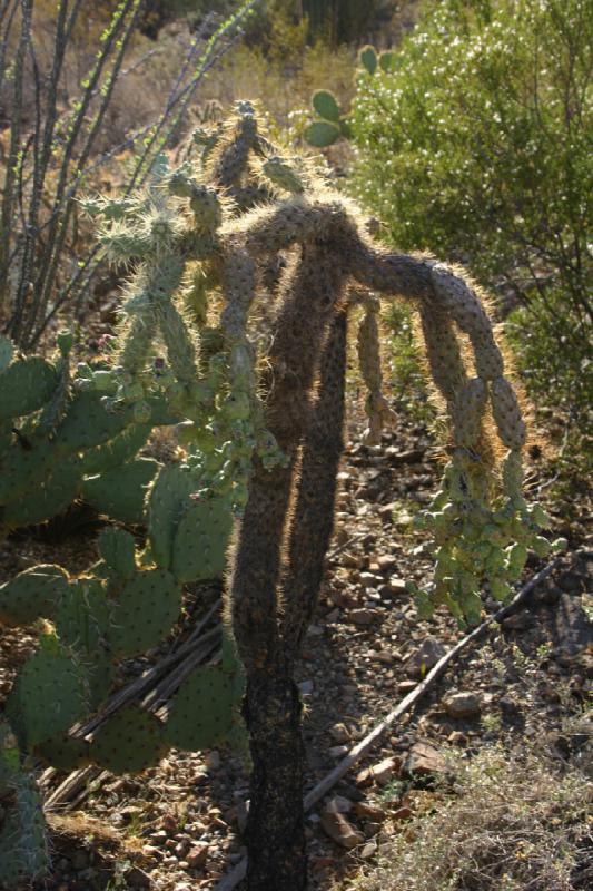 2006-06-17 17:42:16 ** Botanischer Garten, Kaktus, Tucson ** Kaktus mit schweren Früchten.