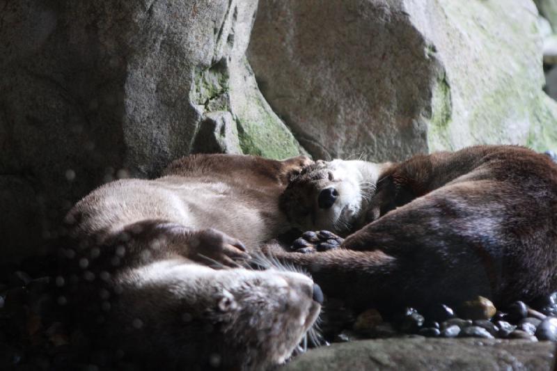 2012-06-16 11:51:32 ** Aquarium, Seattle ** 