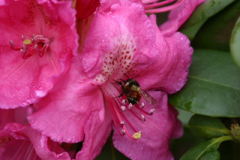 2005-05-05 11:45:52 ** Botanischer Garten, Oregon, Portland ** Hummel in einer Rhododendronblüte.