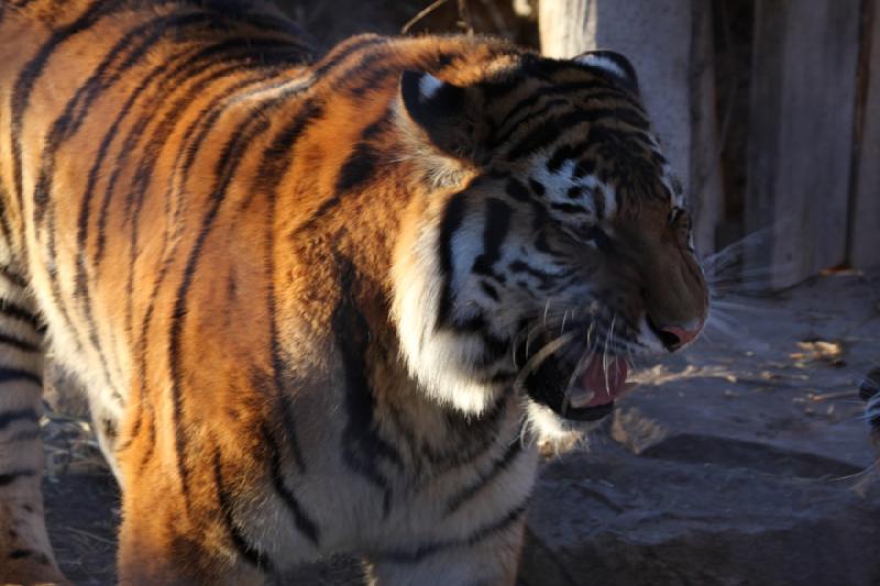 2011-01-23 16:41:20 ** Tiger, Utah, Zoo ** 