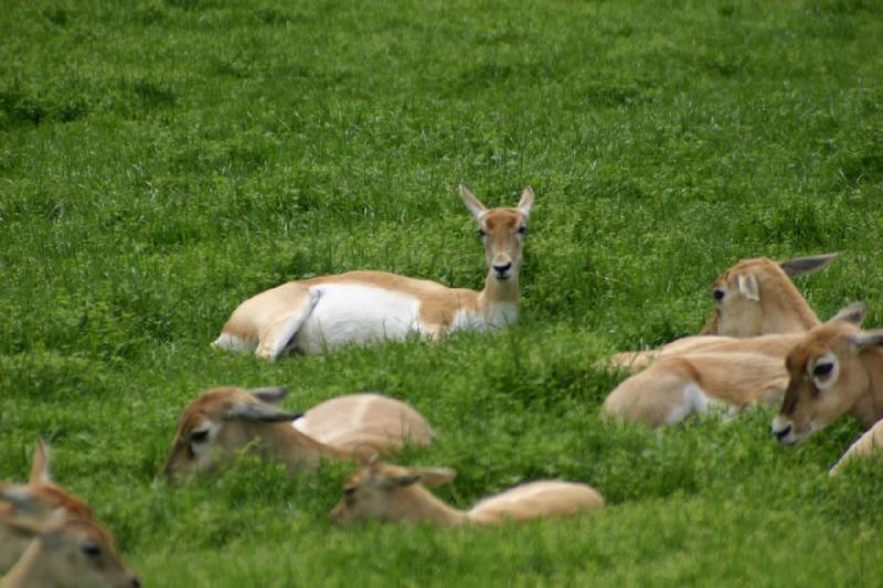 2005-05-07 15:03:23 ** Oregon, Roseburg, Zoo ** These antelopes got comfortable in the high grass.