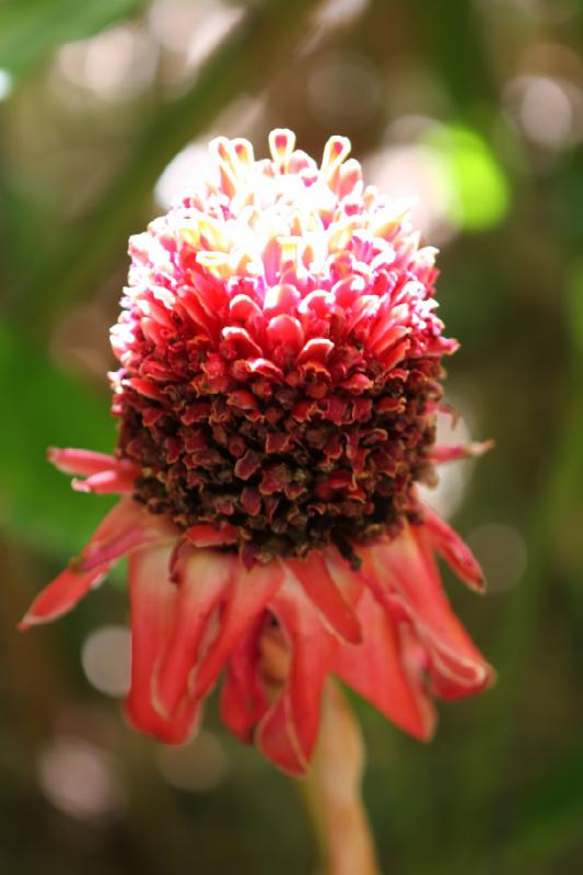 2011-11-27 11:53:17 ** Botanischer Garten, Hawaiʻi, Kauaʻi ** 