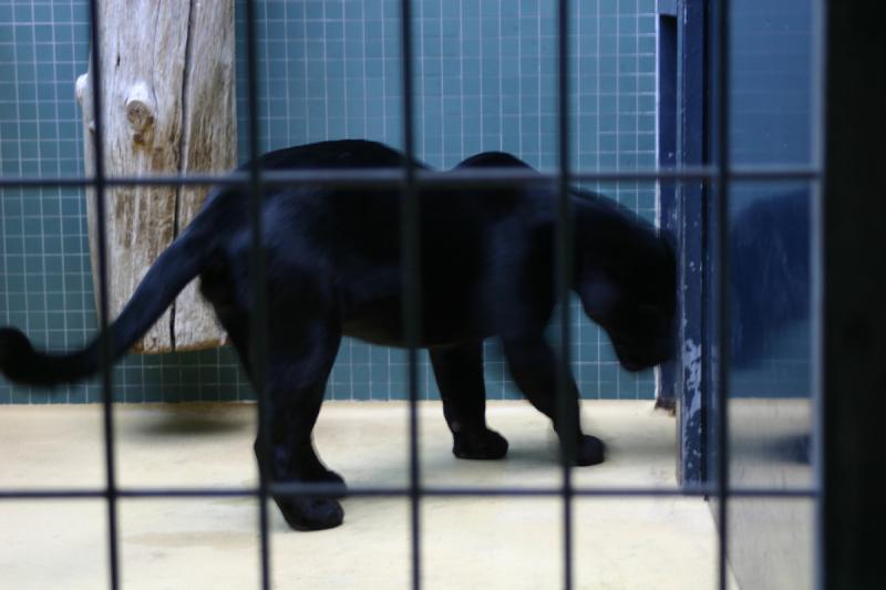 2005-08-24 16:52:28 ** Berlin, Germany, Zoo ** Panther.