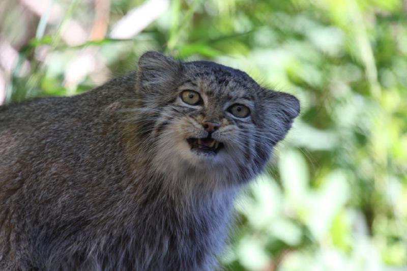 2011-07-16 08:13:13 ** Utah, Zoo ** 