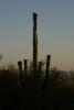 Saguaro im Sonnenuntergang.