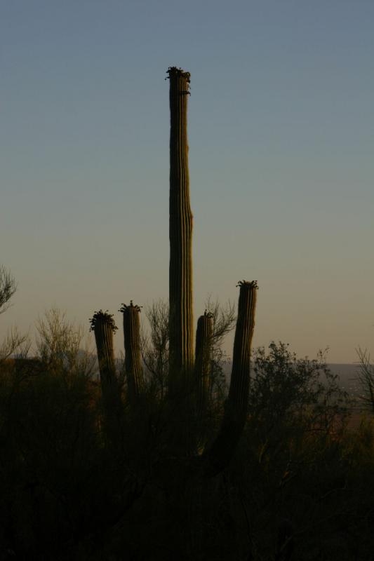 2006-06-17 19:07:20 ** Botanischer Garten, Kaktus, Tucson ** Saguaro im Sonnenuntergang.