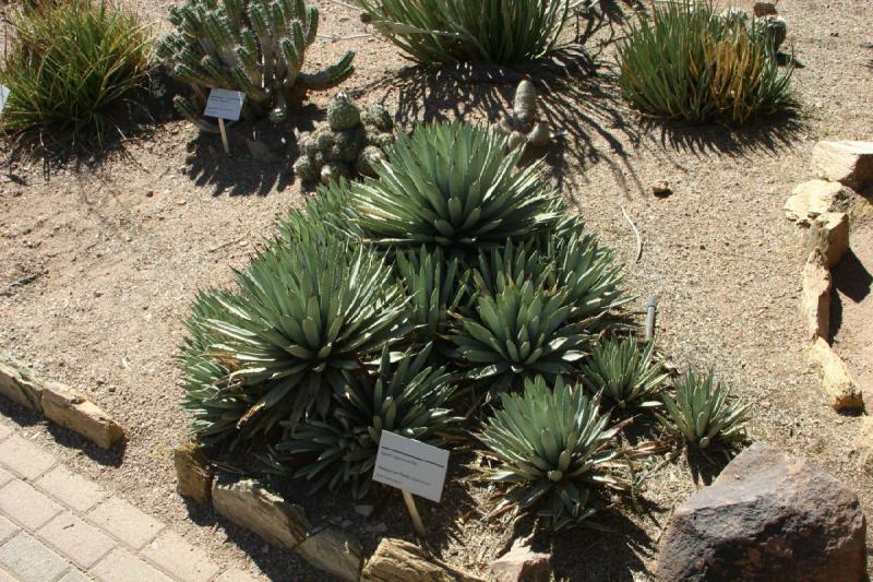 2007-10-27 13:08:54 ** Botanischer Garten, Kaktus, Phoenix ** Agave.