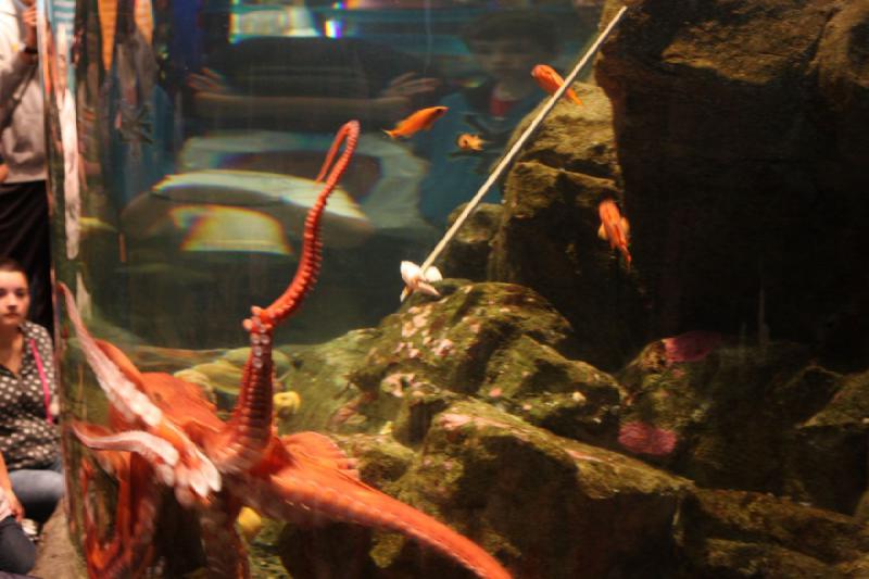 2012-06-16 12:08:07 ** Aquarium, Seattle ** 