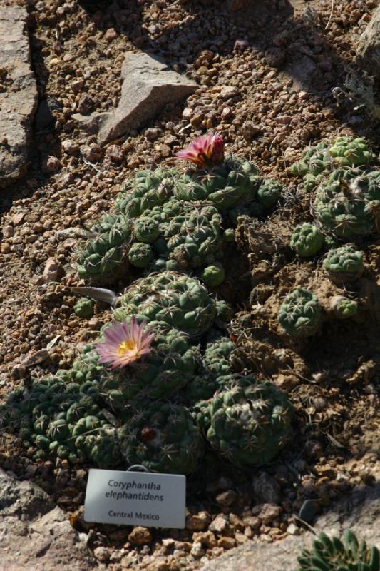 2007-10-27 13:14:40 ** Botanischer Garten, Kaktus, Phoenix ** Coryphantha elephantidens.