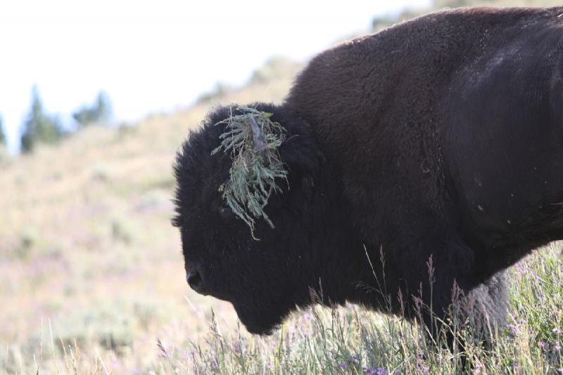 2008-08-15 17:31:37 ** Bison, Yellowstone National Park ** 