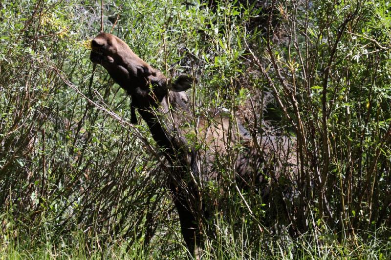 2010-08-21 11:02:22 ** Moose, Uinta Mountains ** 