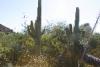 Wegen ihrer Größe stehen die Saguaro-Kakteen überall heraus.