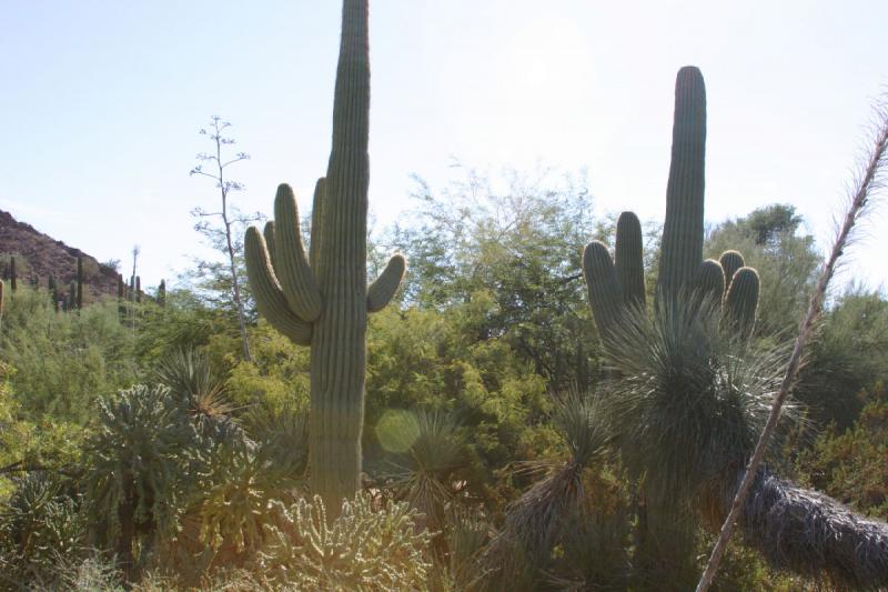 2007-10-27 14:22:14 ** Botanischer Garten, Kaktus, Phoenix ** Wegen ihrer Größe stehen die Saguaro-Kakteen überall heraus.