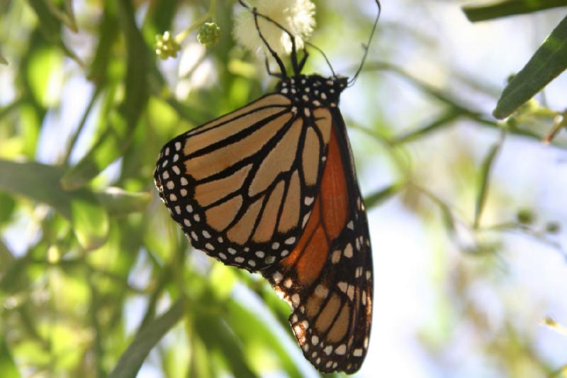 2007-10-27 13:31:14 ** Botanischer Garten, Phoenix ** Monarchfalter.