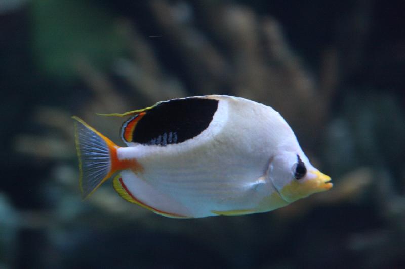 2014-03-12 15:52:28 ** Chicago, Illinois, Shedd Aquarium ** 