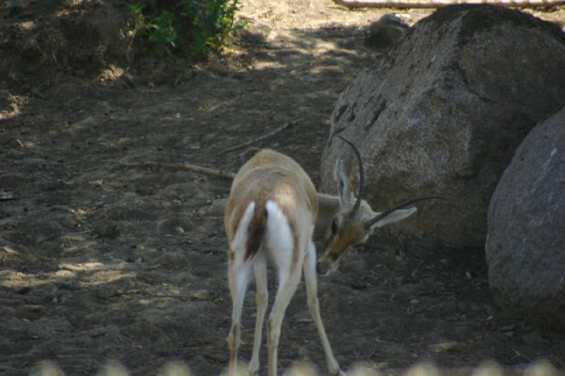 2008-03-21 14:14:44 ** San Diego, San Diego Zoo's Wild Animal Park ** 