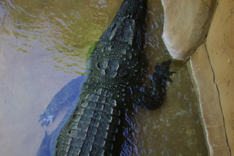 2007-06-18 11:59:12 ** Utah, Zoo ** Krokodil.