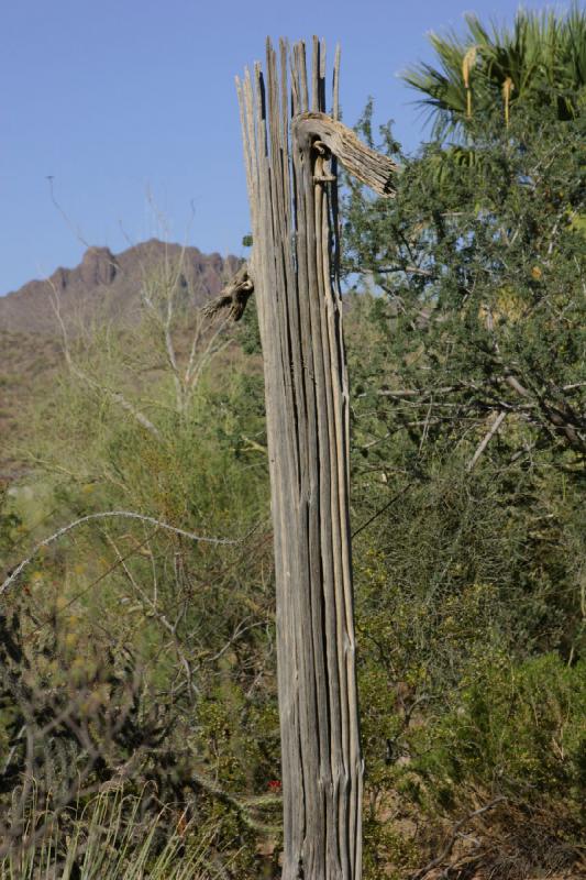 2006-06-17 17:20:08 ** Botanical Garden, Cactus, Tucson ** Remains of a Saguaro cactus.