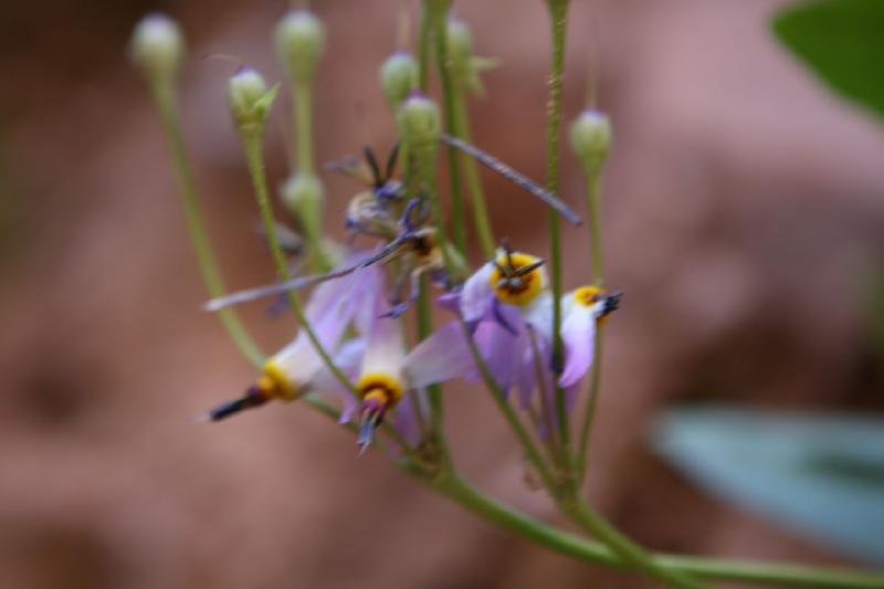 2011-05-29 09:41:00 ** Utah, Zion Nationalpark ** 